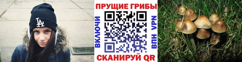 наркошоп  Новохопёрск  Псилоцибиновые грибы Psilocybe 